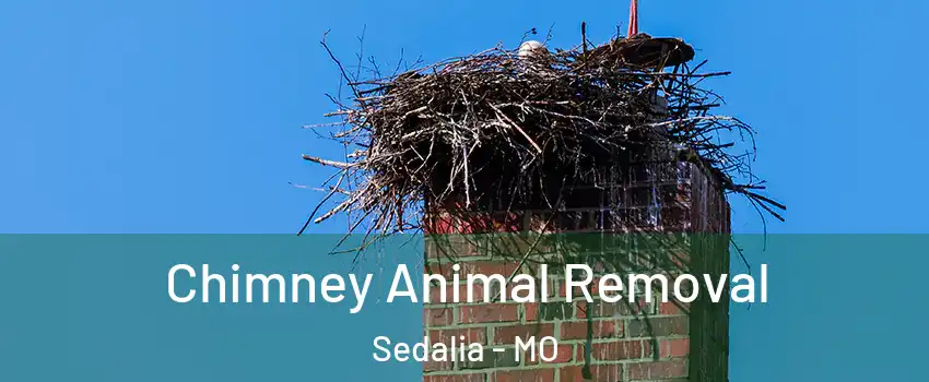 Chimney Animal Removal Sedalia - MO